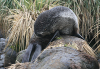 Antarctic fur seals
